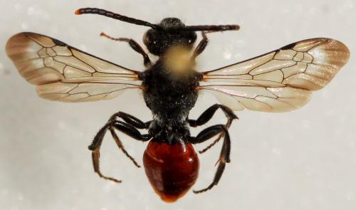 Nomada fabriciana